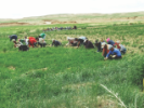 Herders’ communal work revives degraded pastureland